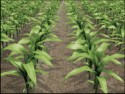 Breloh Partner BASF 3D